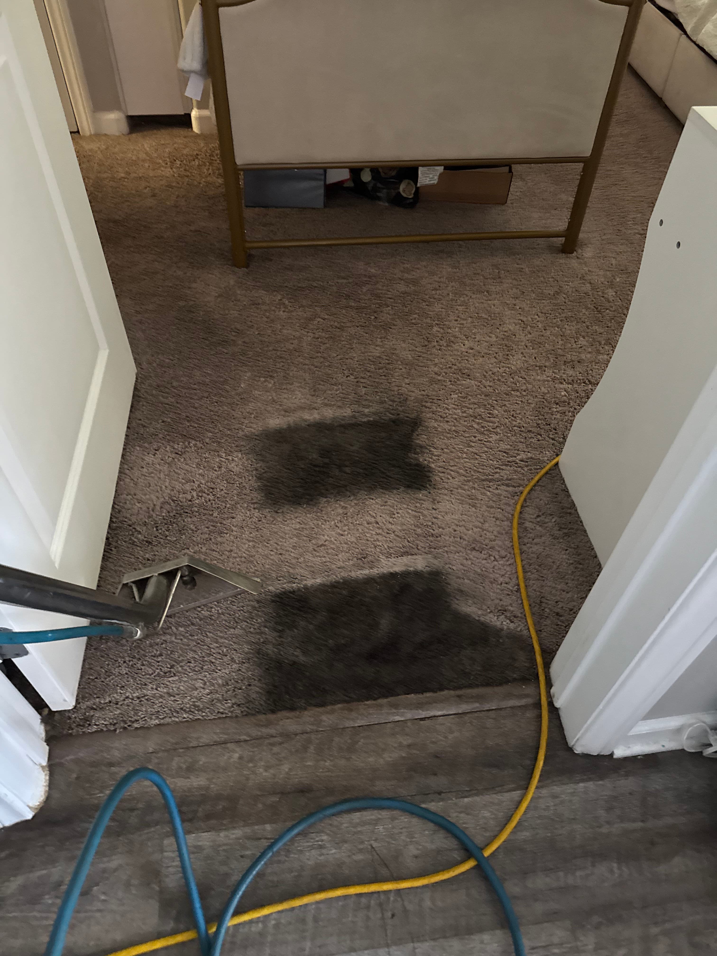 Project Deep Carpet Cleaning Tackling Serious Stains in Los Angeles image