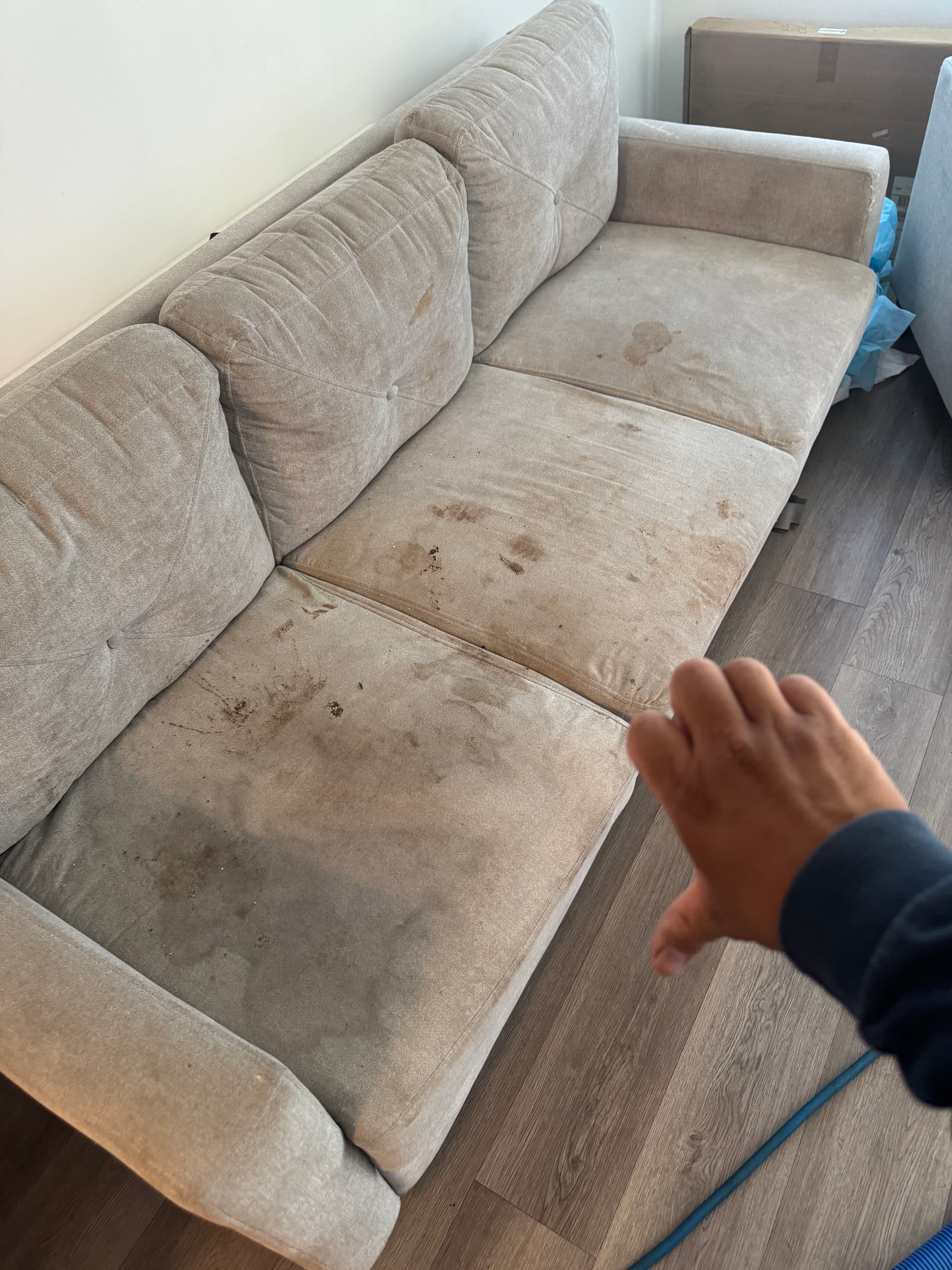 Sofa and Chair Upholstery Cleaning in Van Nuys image