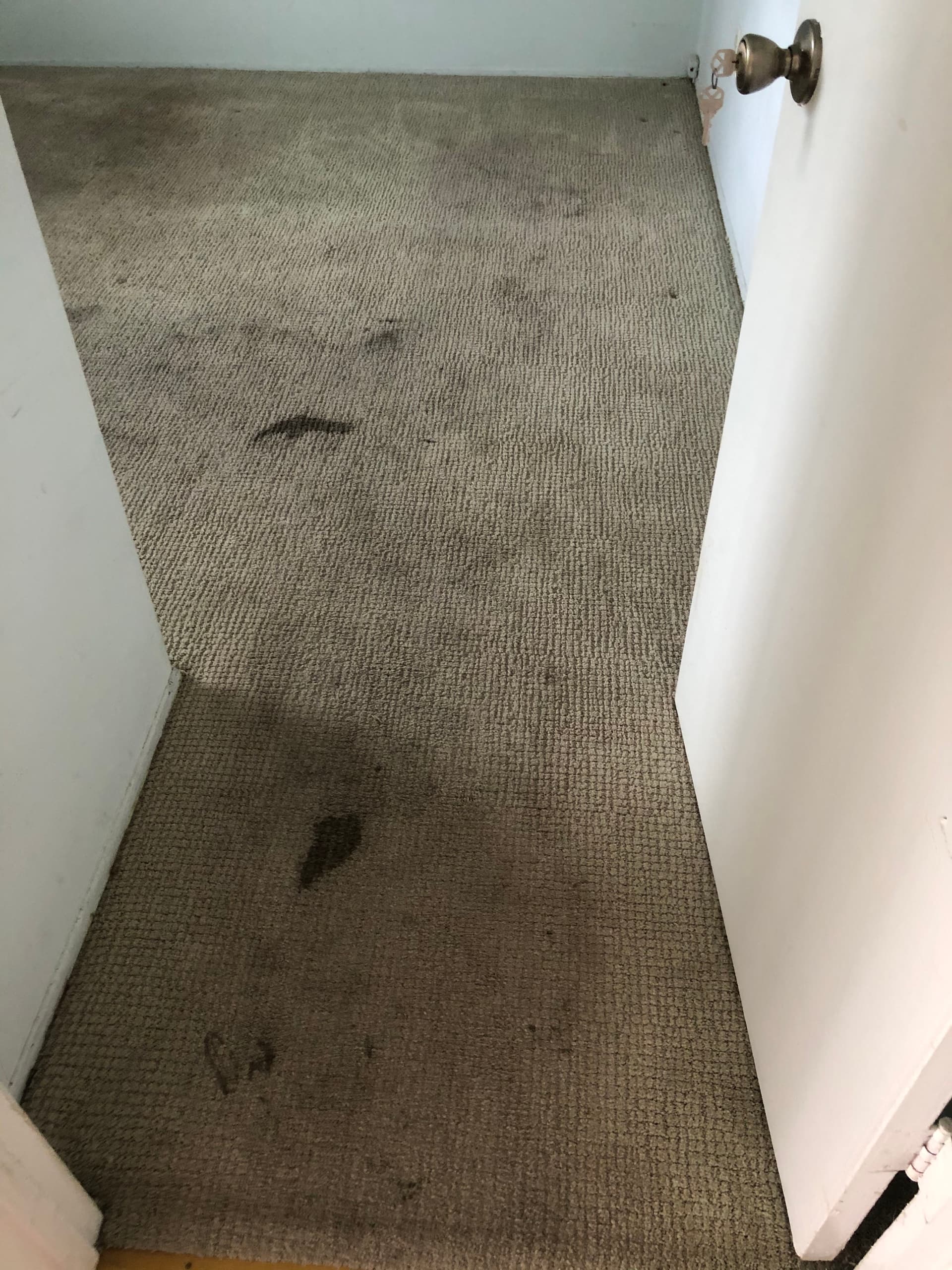 A Fresh Start for Carpets in Van Nuys image