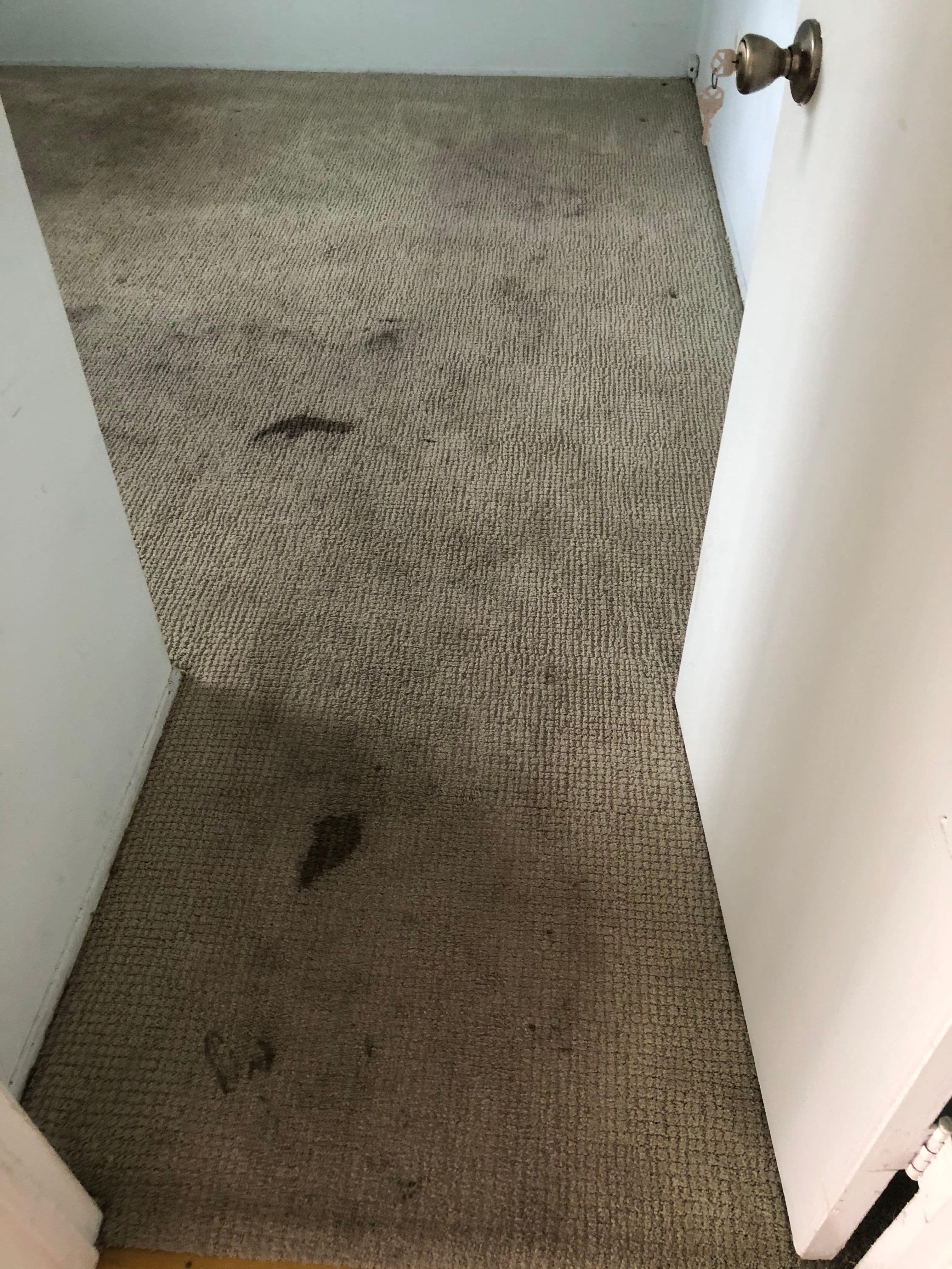 Project A Fresh Start for Carpets in Van Nuys image