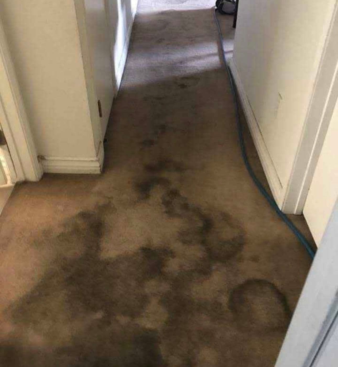 Gallery photos for Deep carpet cleaning on stairs and hallway in pasadena: Image #2