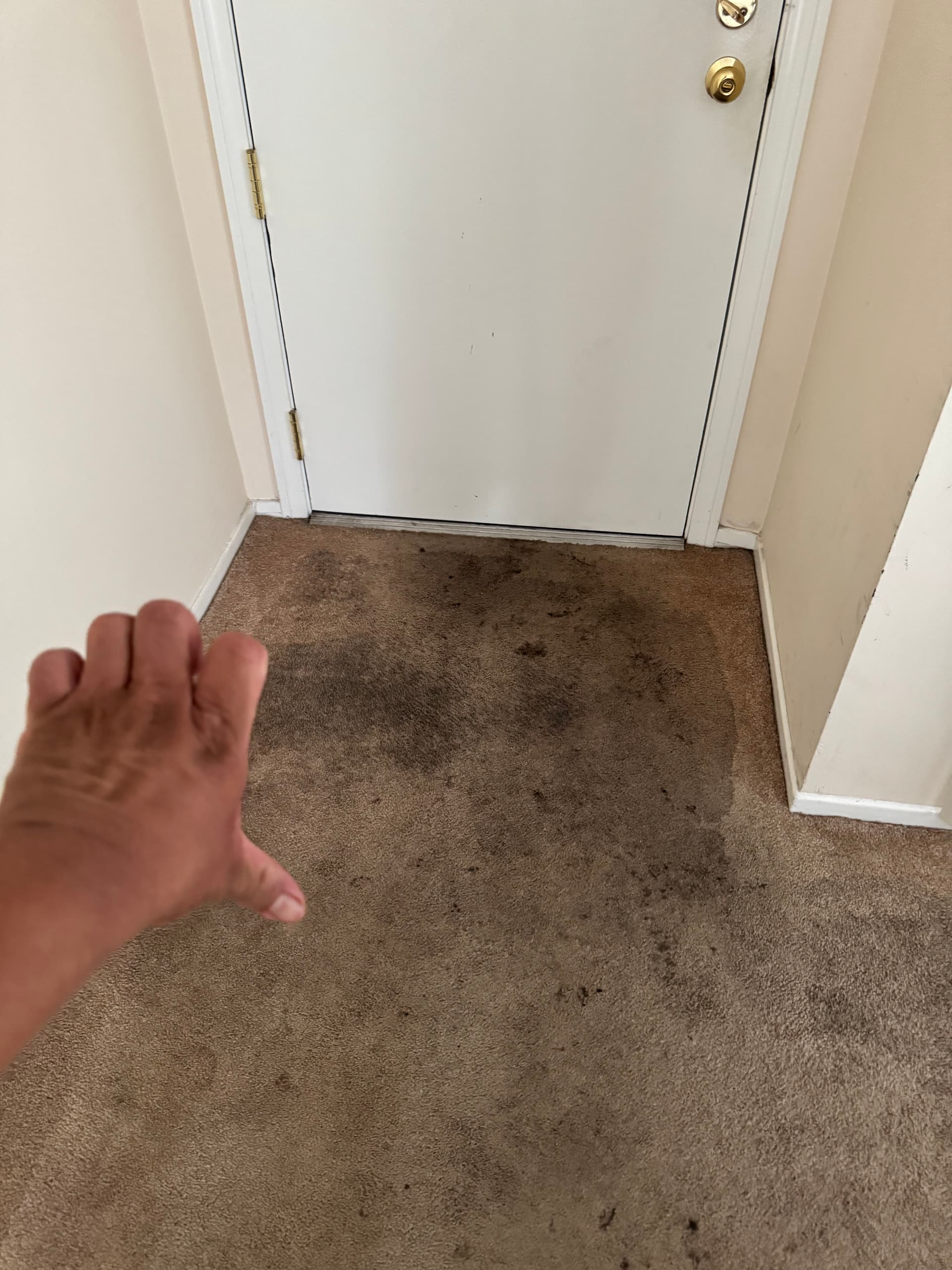 Carpet Cleaning and Stain Removal in Oxnard image
