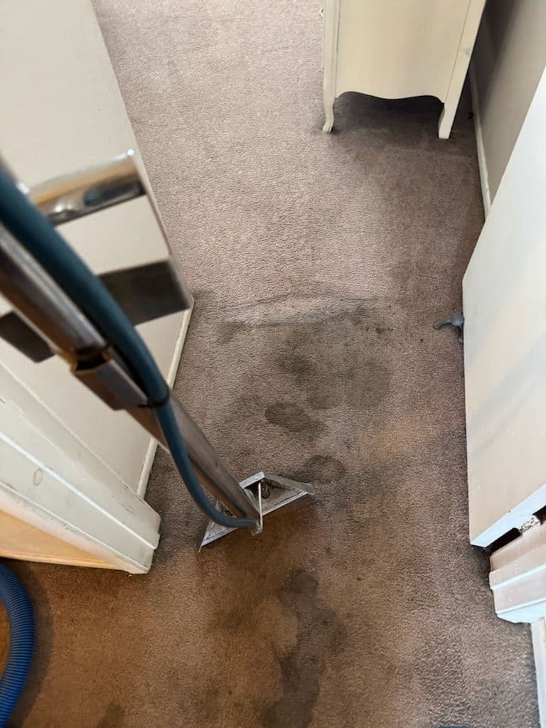 Gallery photos for Stunning Carpet Transformation in Pacific Palisades: Image #2