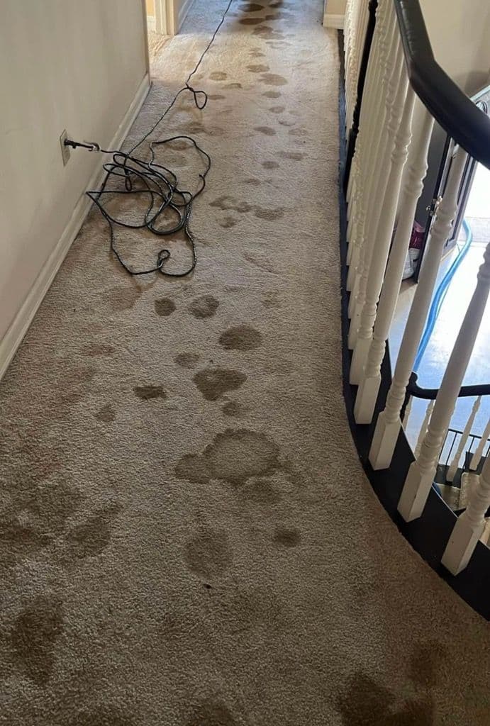 Gallery photos for Transform Your Carpets with Expert Cleaning: Image #1