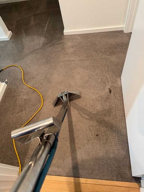 Stained Carpets Transformed into Spotless Surfaces image