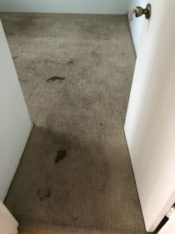 Stunning Carpet Revival Long Beach Transformation image