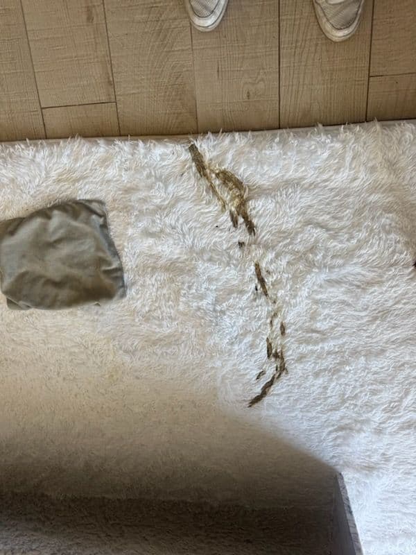 Rug Transformation in Culver City