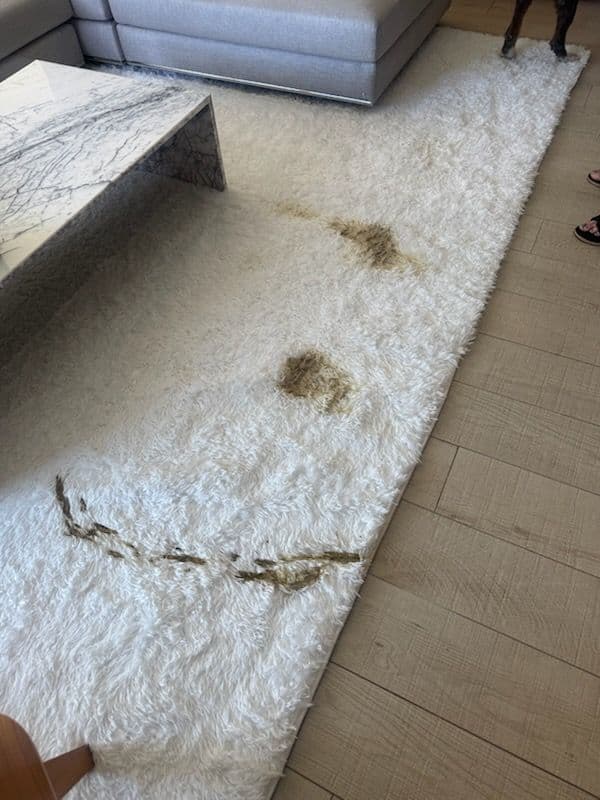 Remarkable Carpet Cleaning in Pasadena