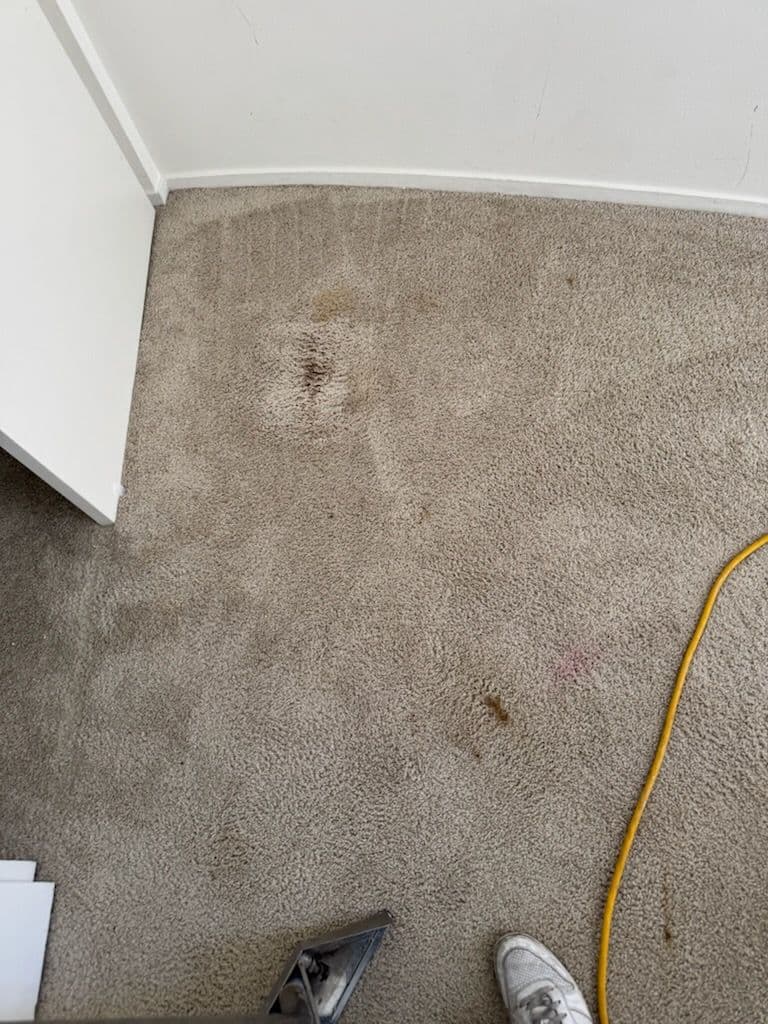 Gallery photos for Impressive Carpet Cleaning Results in LA: Image #1