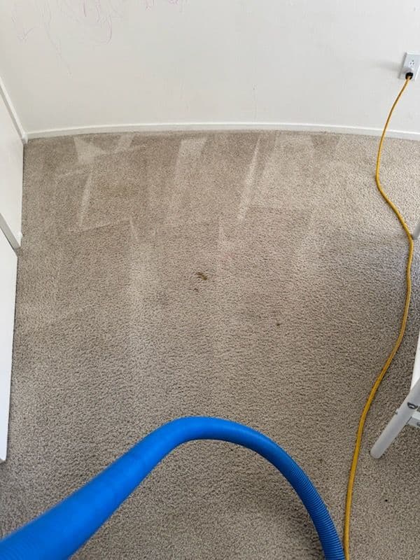Stain-Free Carpet Cleaning Service in Beverly Hills image