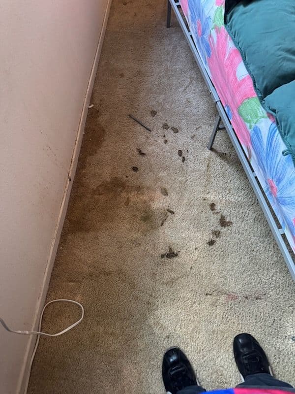 Amazing Carpet Transformation in Marina del Rey image