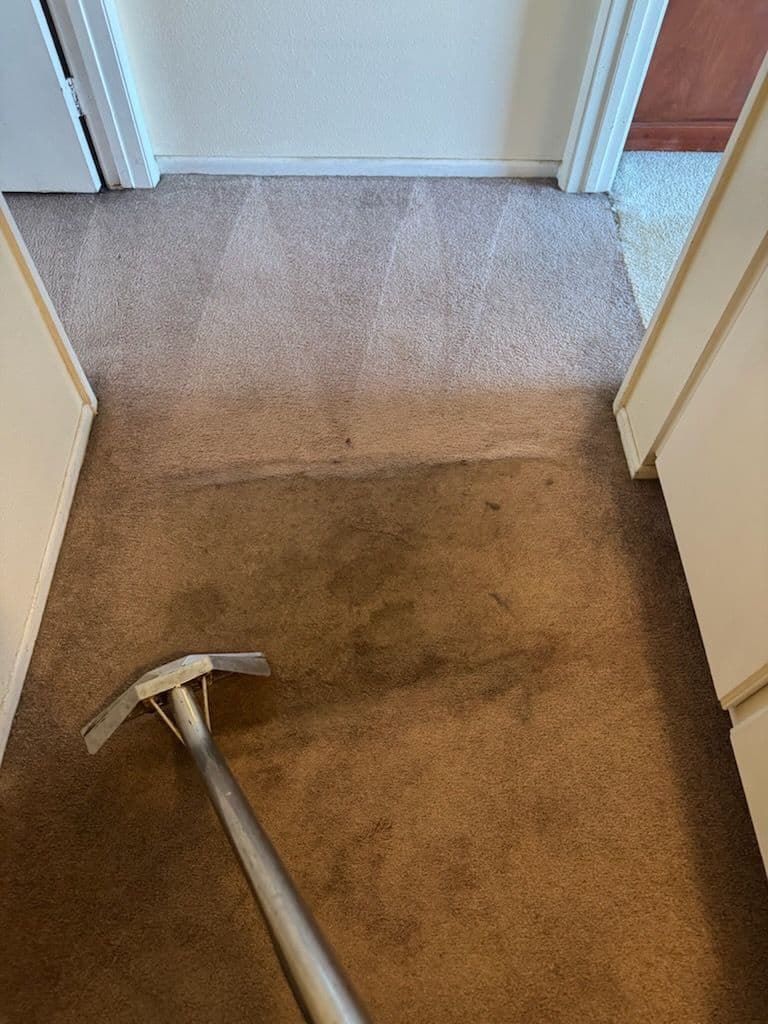 Pasadena Carpet Cleaning Transformation Success image