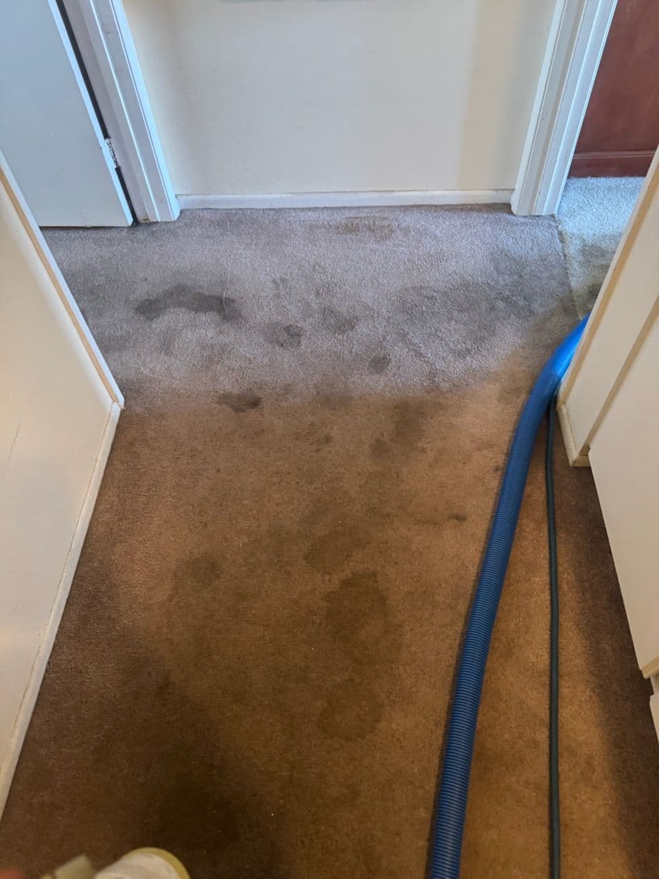 Gallery photos for Pasadena Carpet Cleaning Transformation Success: Image #2