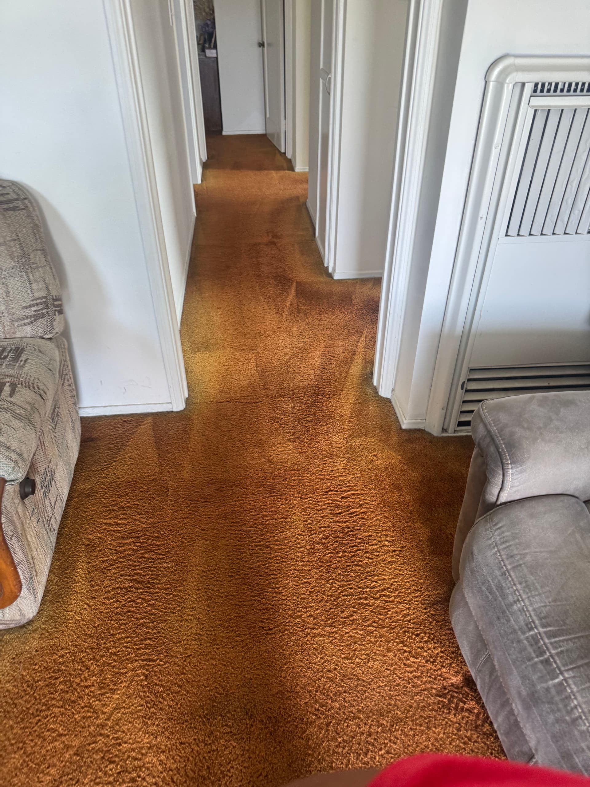 Gallery photos for Reviving Carpets in Beverly Hills: Image #2