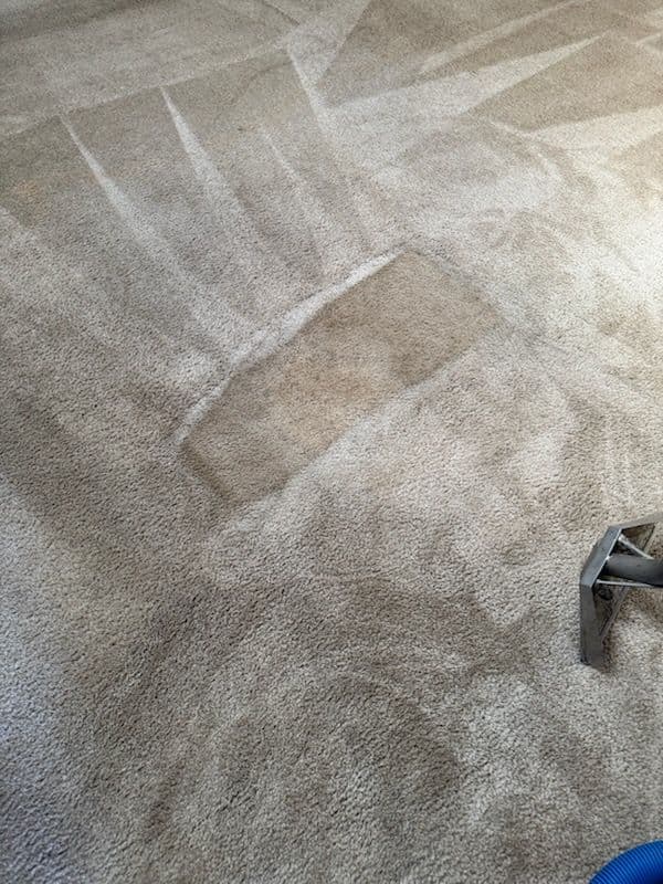 Gallery photos for Stunning Carpet Cleaning in Venice: Image #1