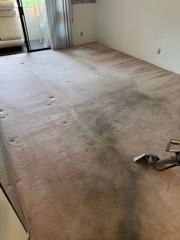 Gallery photos for Carpet Cleaning Success in Van Nuys: Image #2