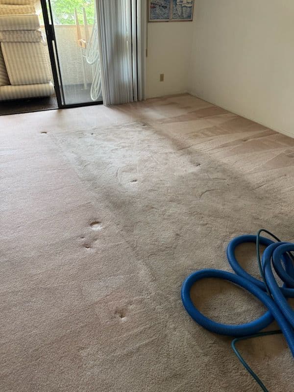 Gallery photos for Carpet Cleaning Success in Van Nuys: Image #3